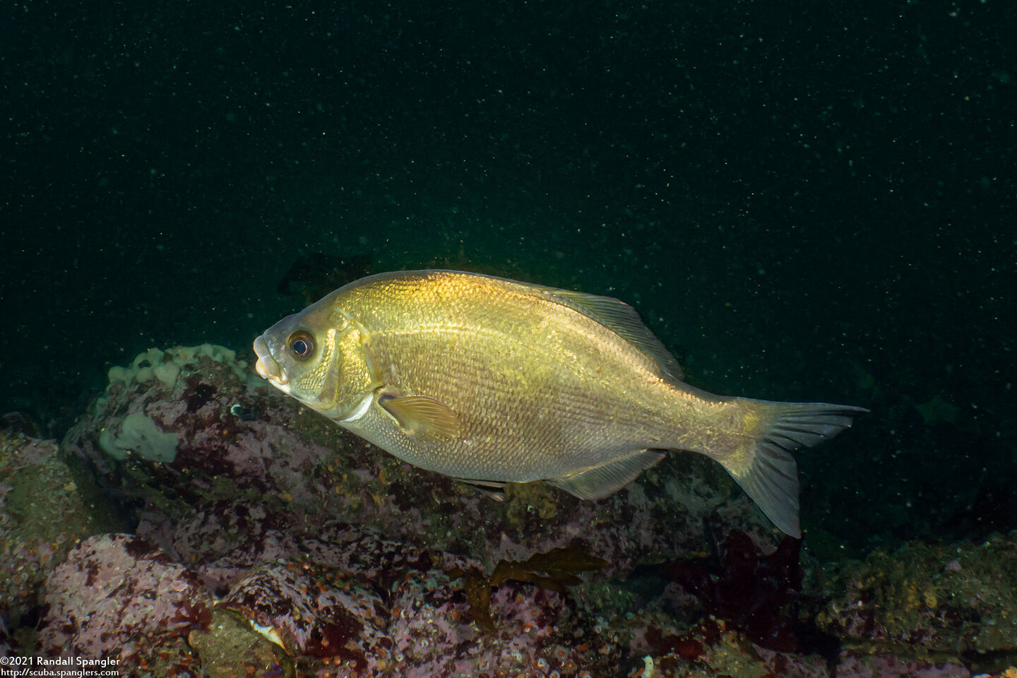 Rhacochilus toxotes (Rubberlip Seaperch)