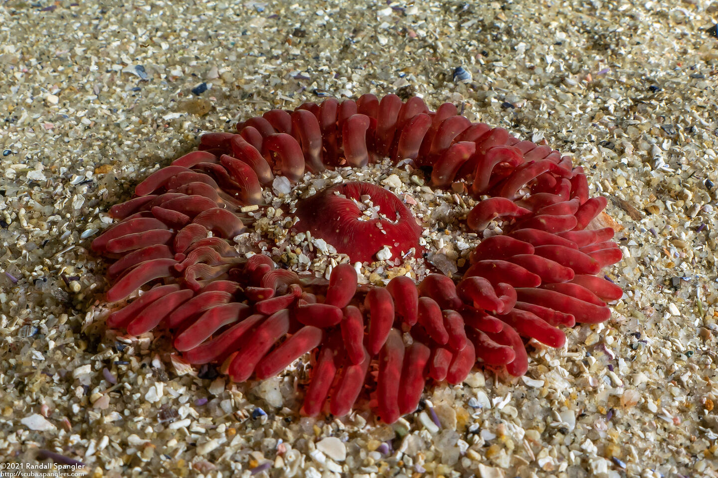 Urticina clandestina (Urticina Clandestina)