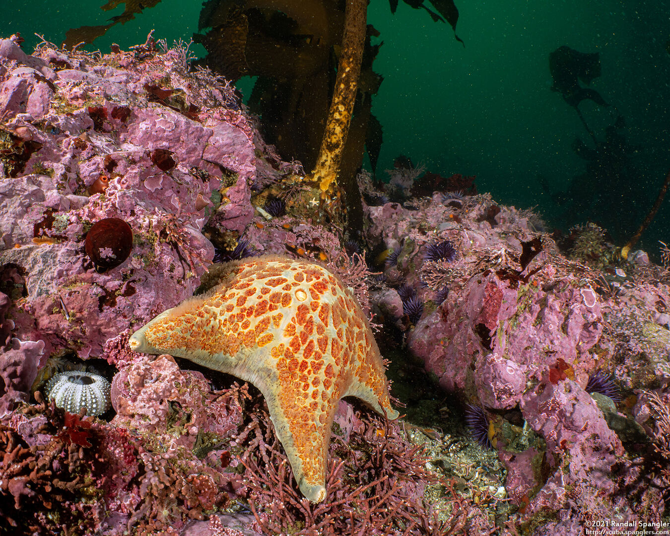 Dermasterias imbricata (Leather Star)