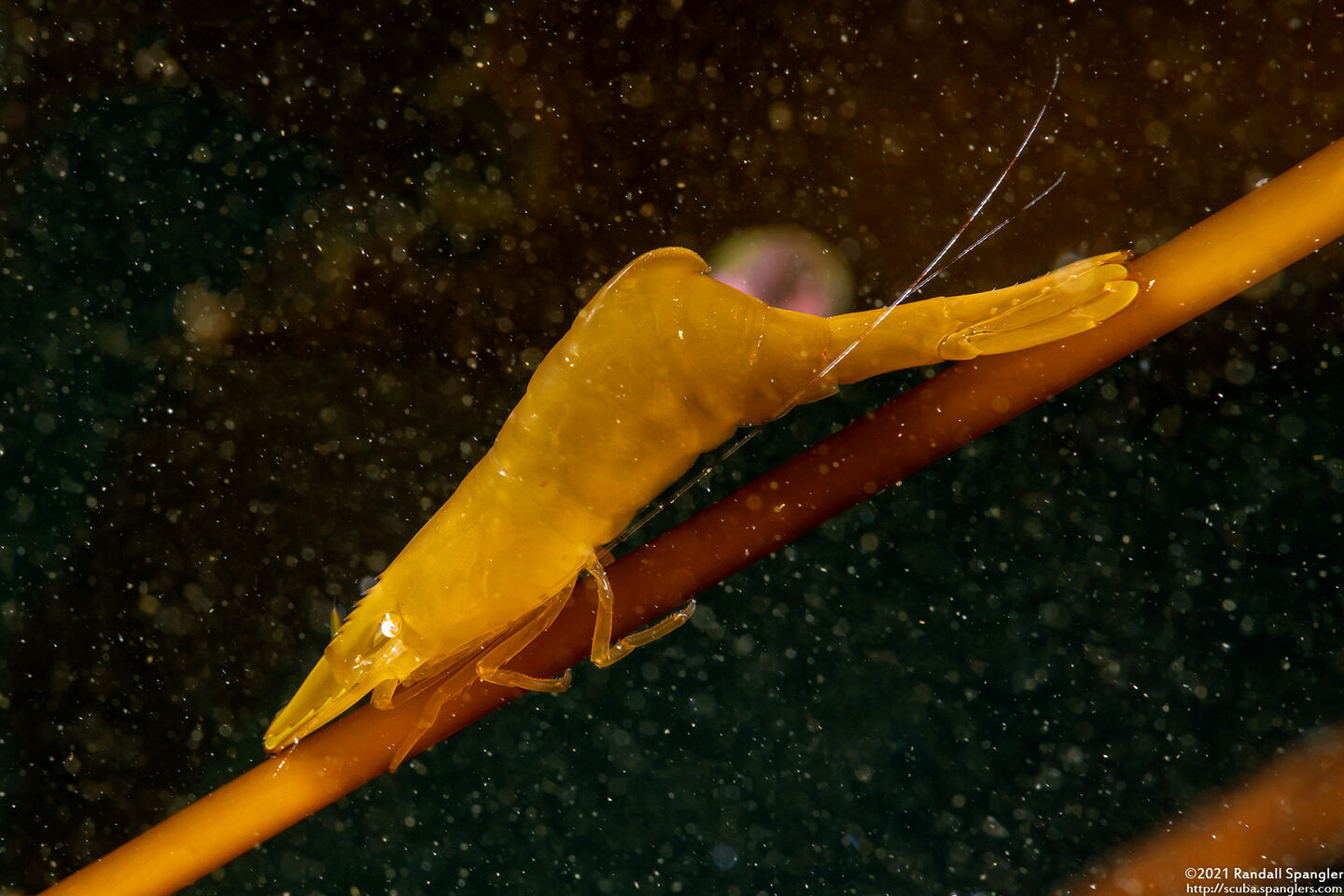 Heptacarpus sp.1 (Heptacarpus sp.1)