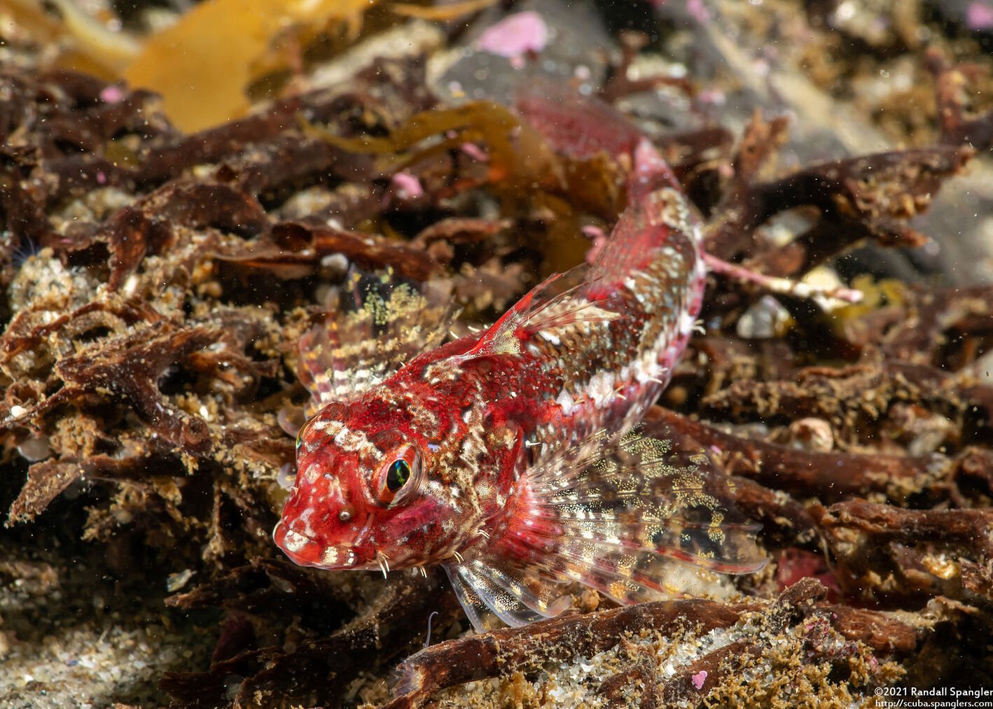 Orthonopias triacis (Snubnose Sculpin)