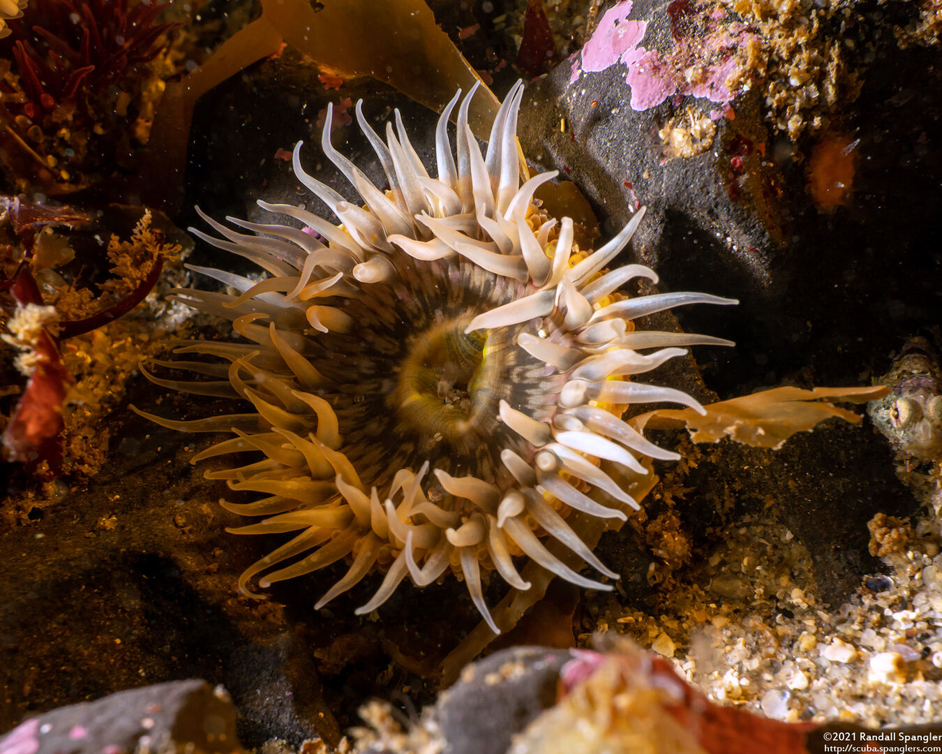 Anthopleura artemisia (Moonglow Anemone)