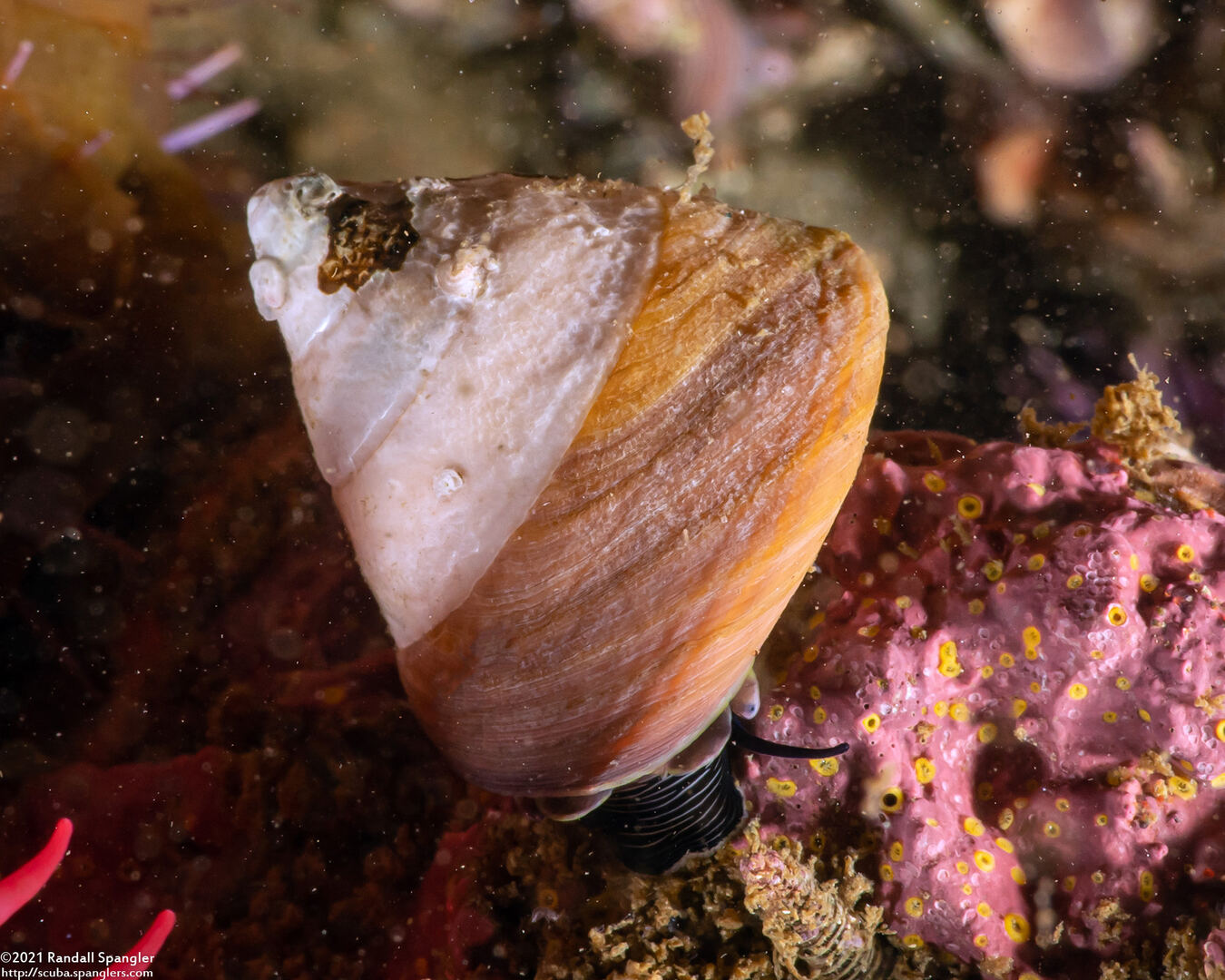 Tegula pulligo (Brown Turban Snail)