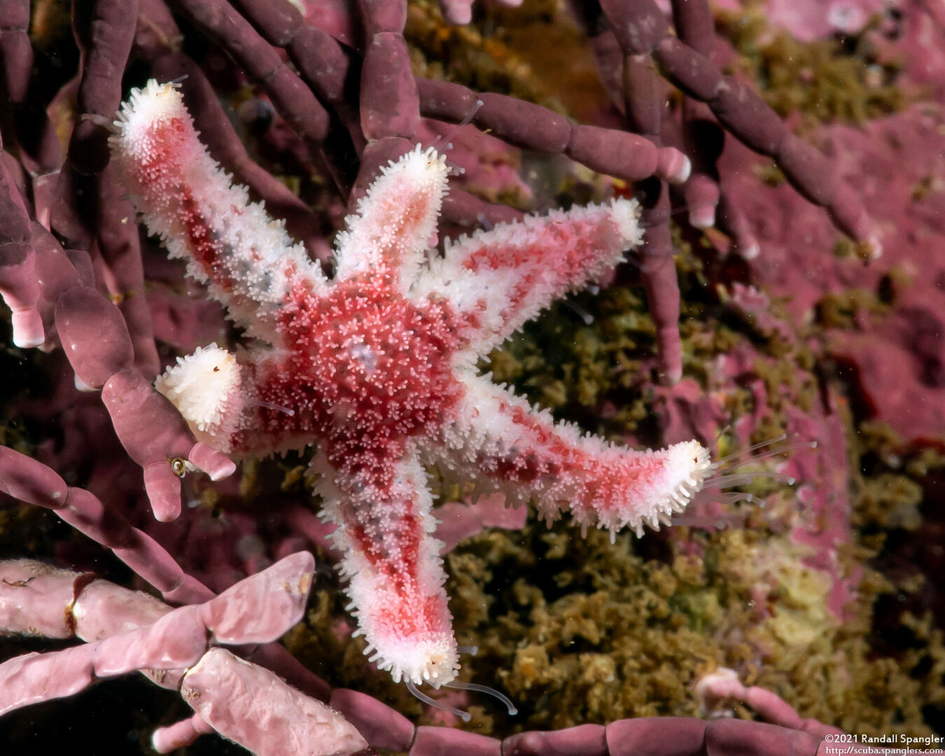 Leptasterias hexactis (Six-Arm Star)