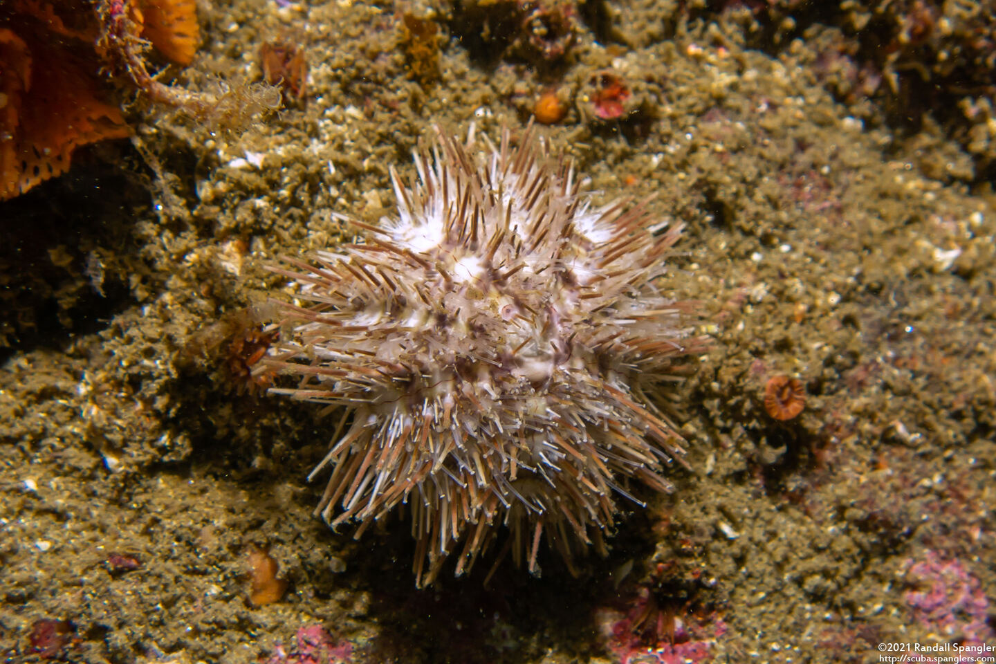 Lytechinus pictus (White Sea Urchin)