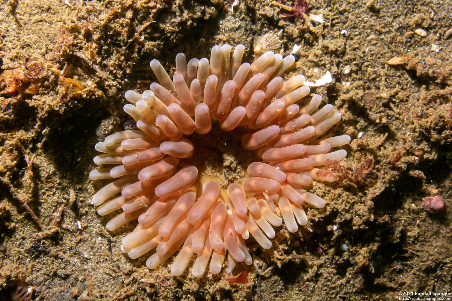 Urticina clandestina (Urticina Clandestina)