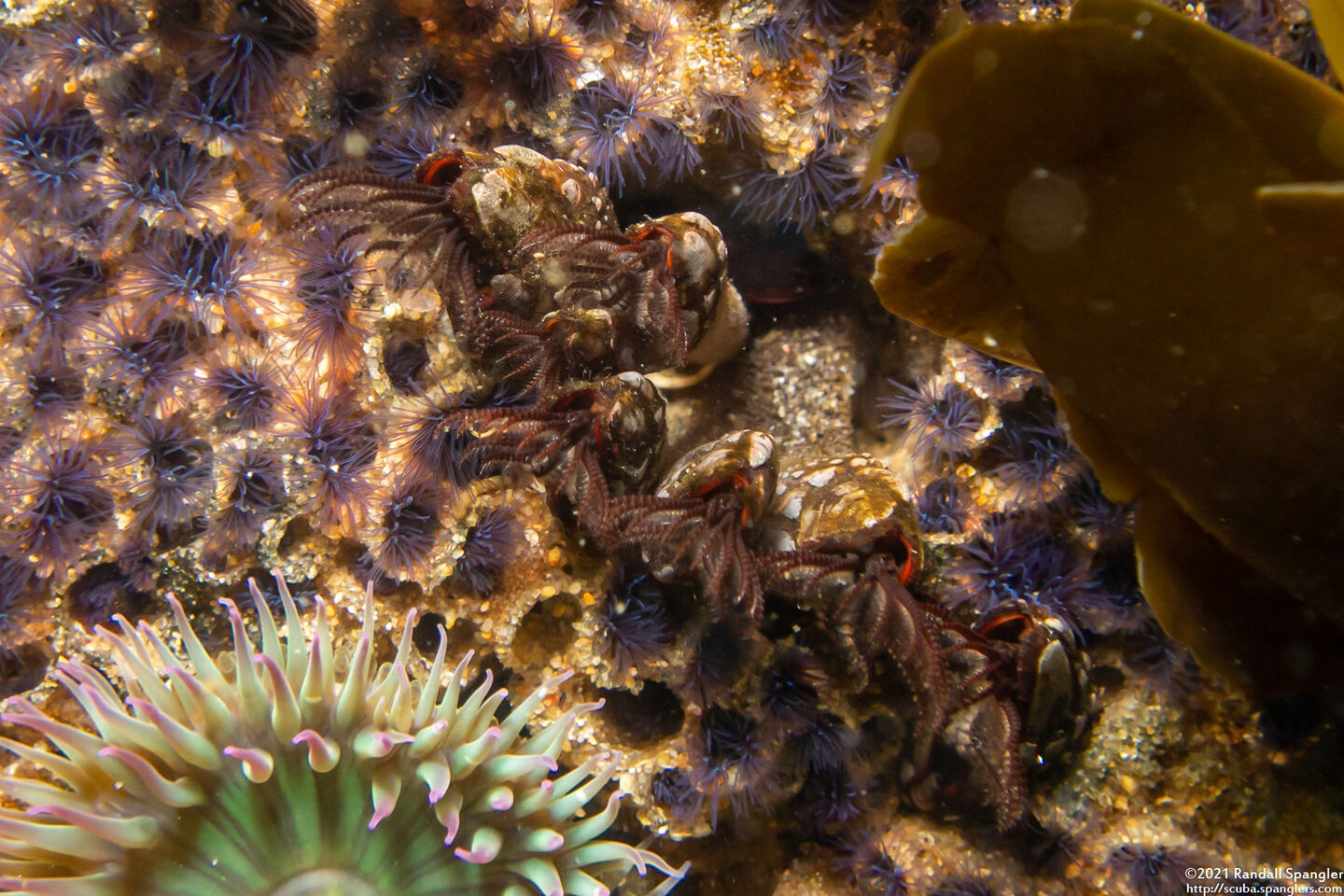 Phragmatopoma californica (Sandcastle Worm)