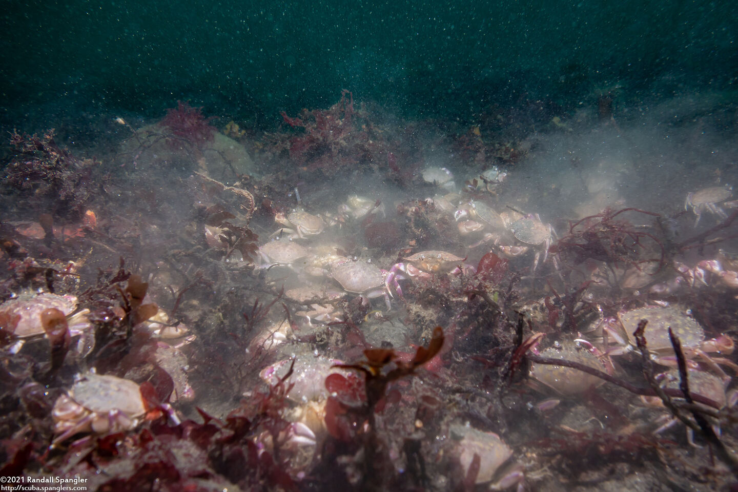 Metacarcinus gracilis (Graceful Crab); Big mass of smaller crabs