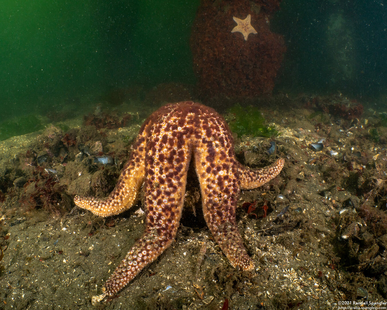 Pisaster giganteus (Giant Spined Star)