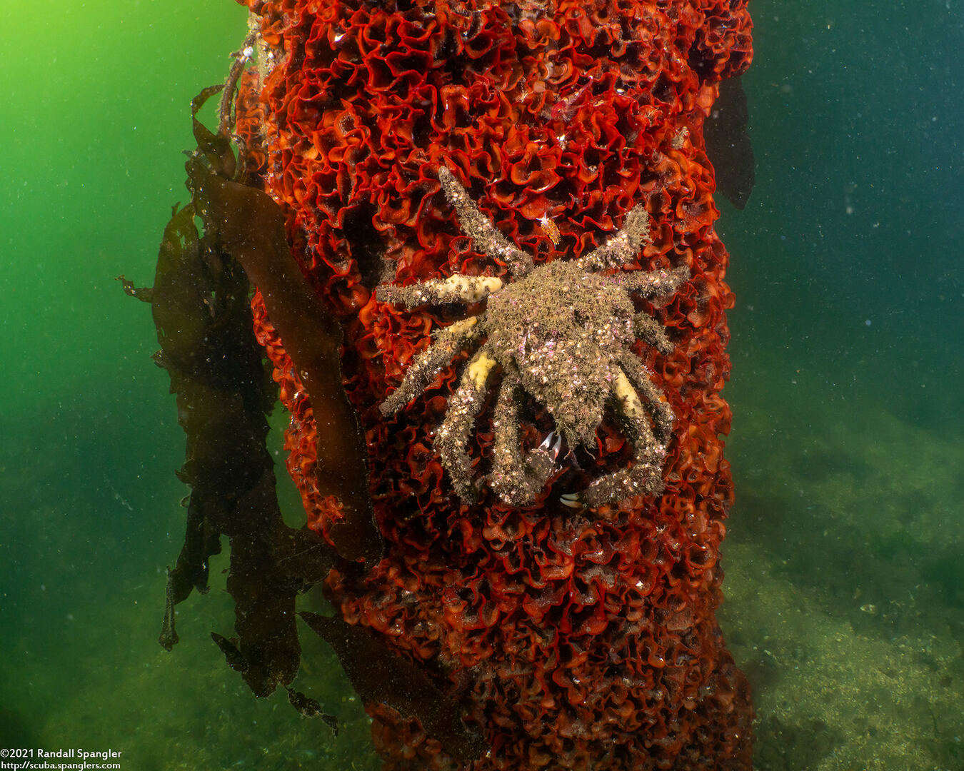 Loxorhynchus crispatus (Masking Crab)