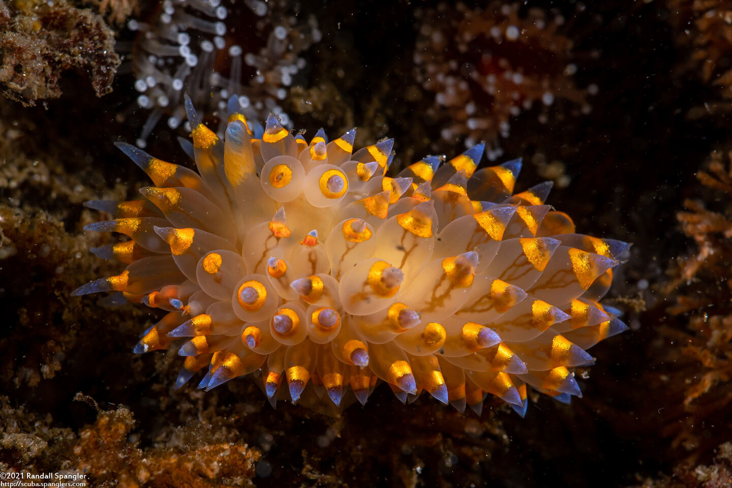 Antiopella barbarensis (Santa Barbara Janolus)