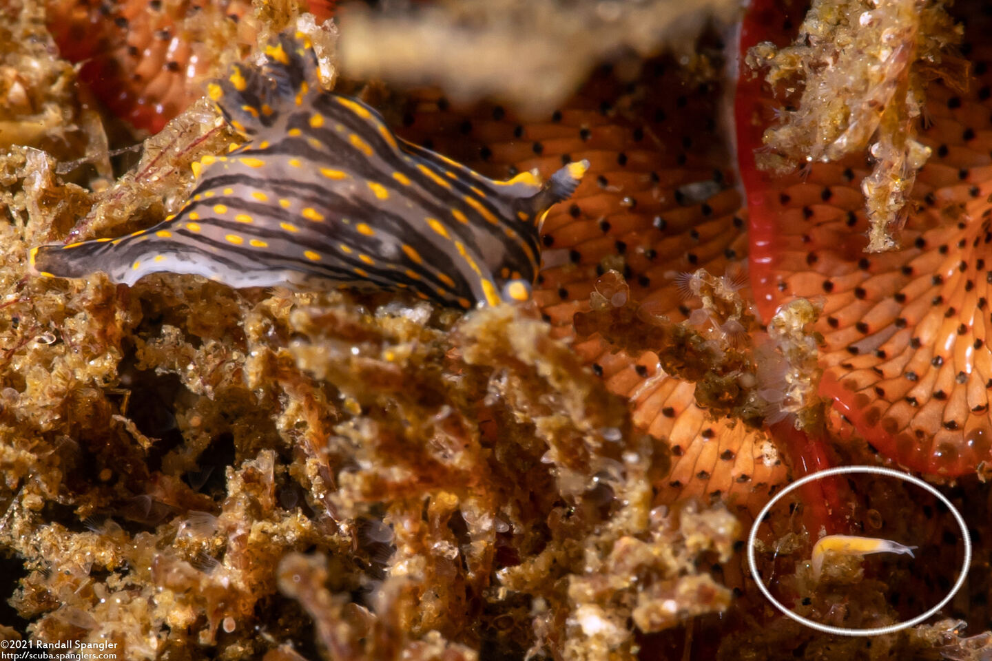 Vorticeros praedatorium (Vorticeros praedatorium)