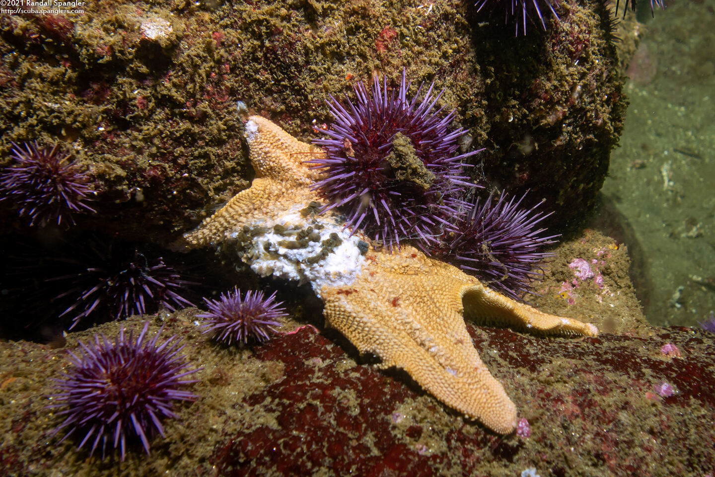 Patiria miniata (Bat Star); Injured or dead star