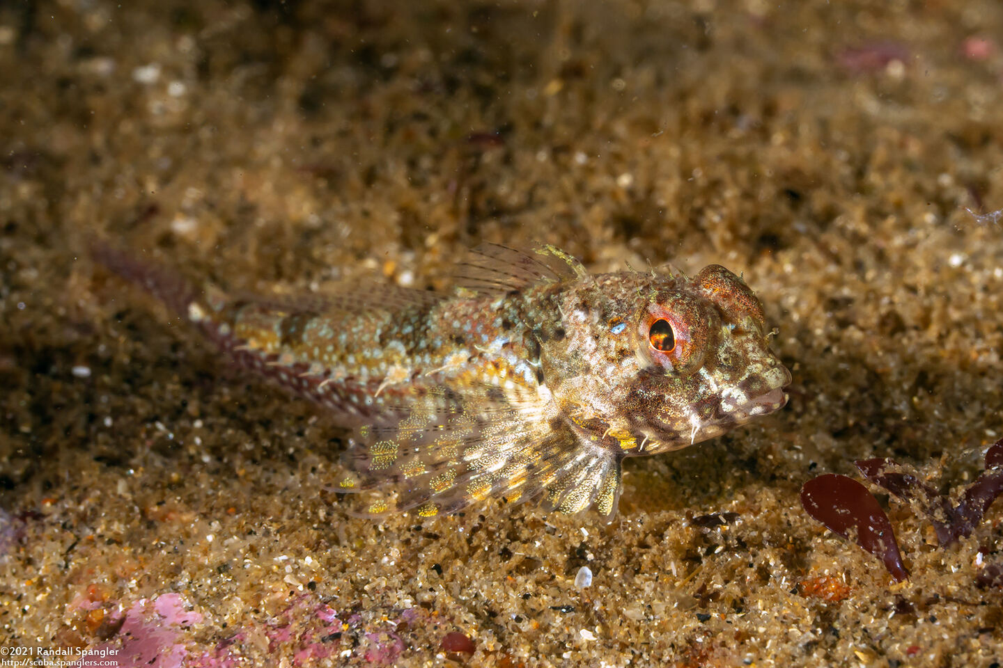 Orthonopias triacis (Snubnose Sculpin)