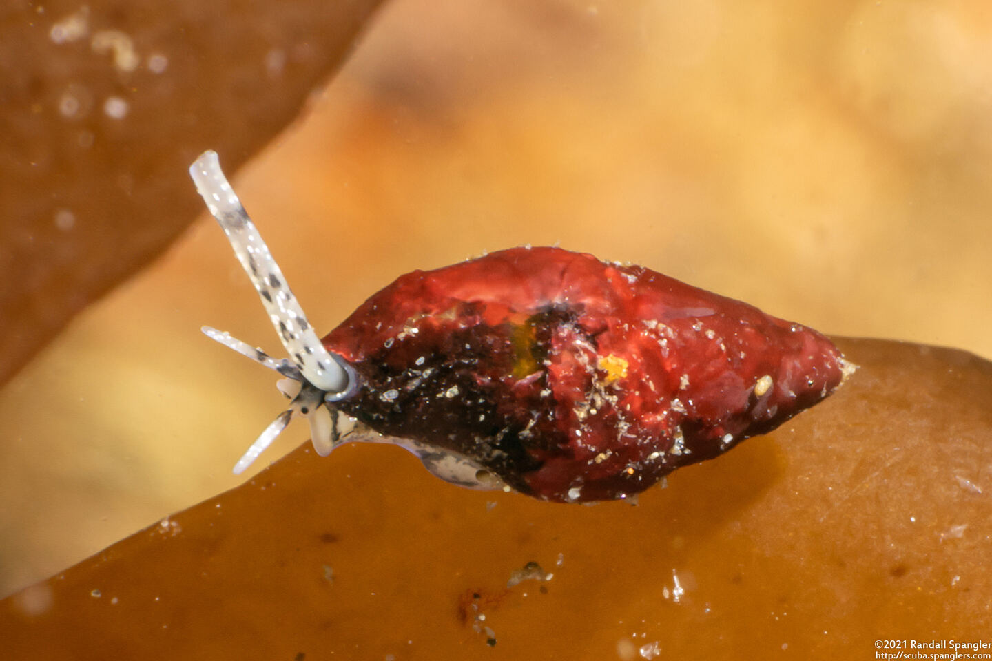 Alia carinata (Carinate Dovesnail)