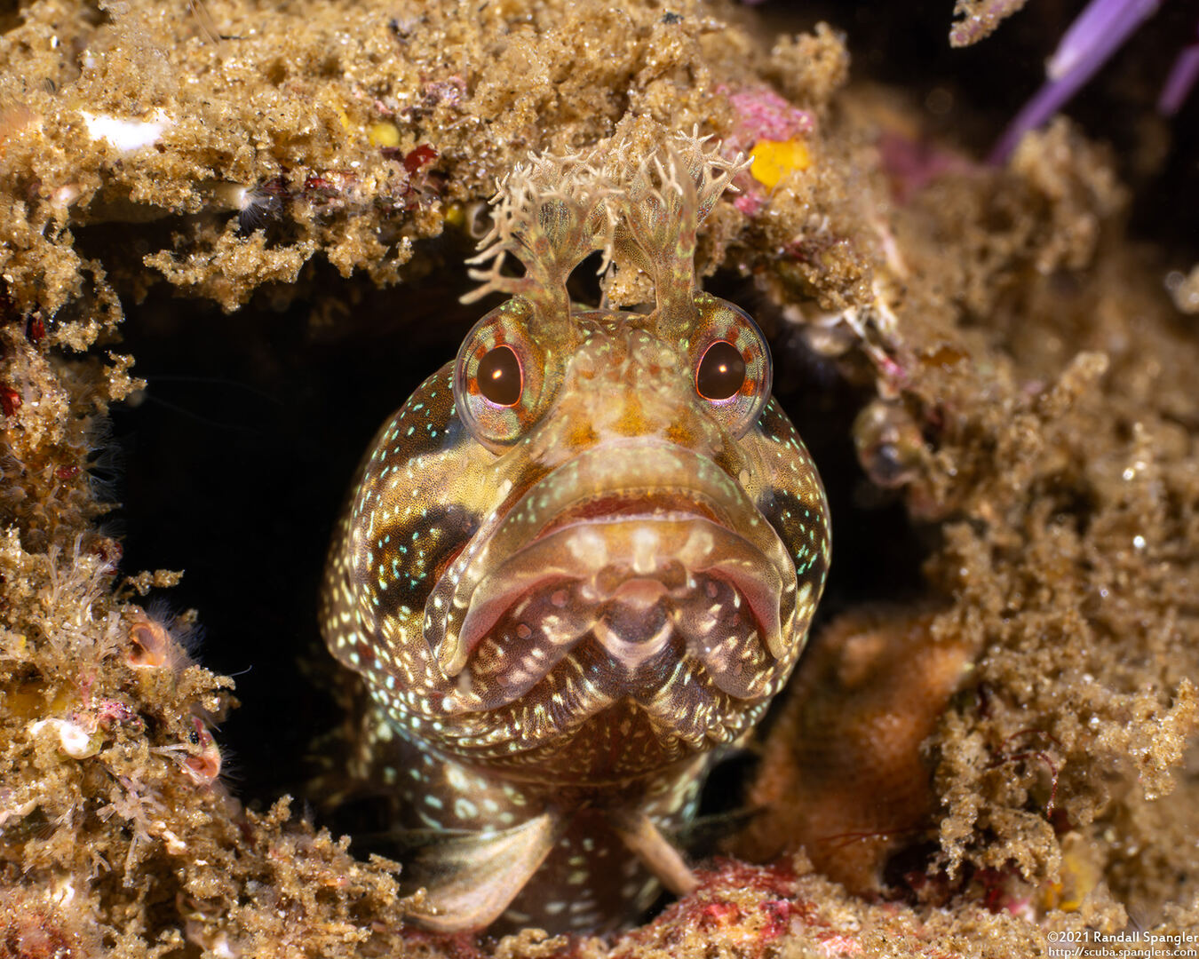Neoclinus stephensae (Yellowfin Fringehead)