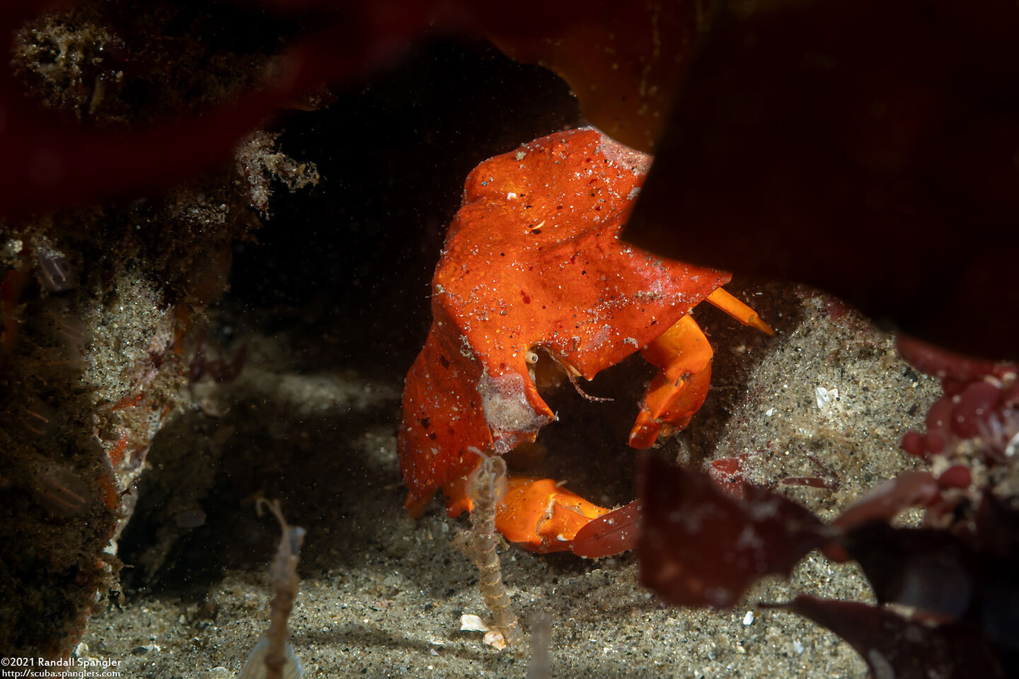 Cryptolithodes sitchensis (Umbrella Crab)