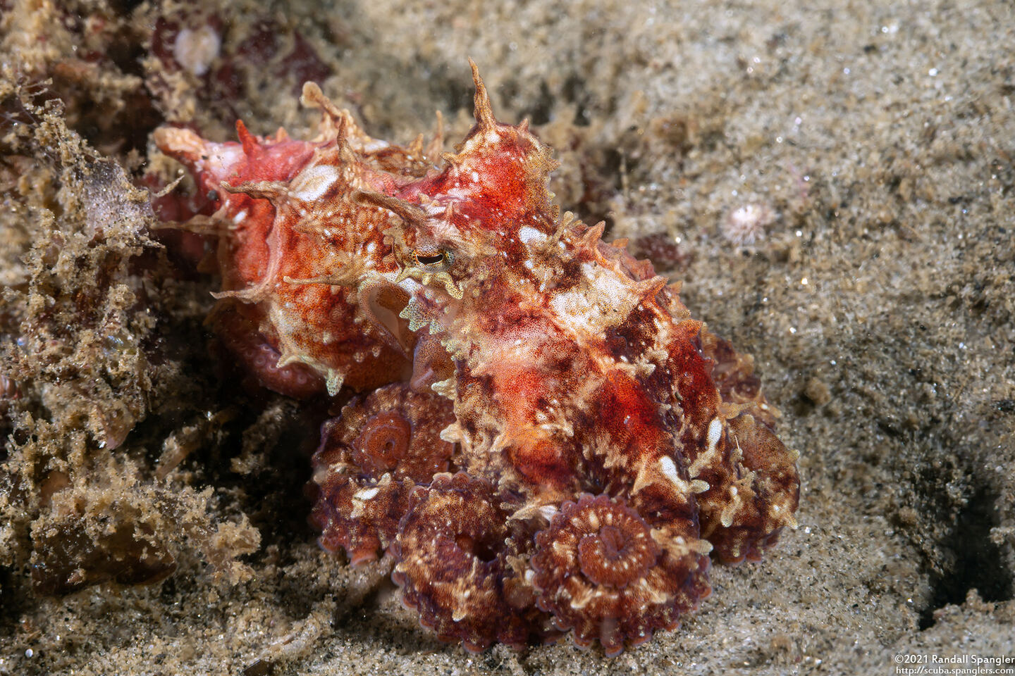 Octopus rubescens (Red Octopus)