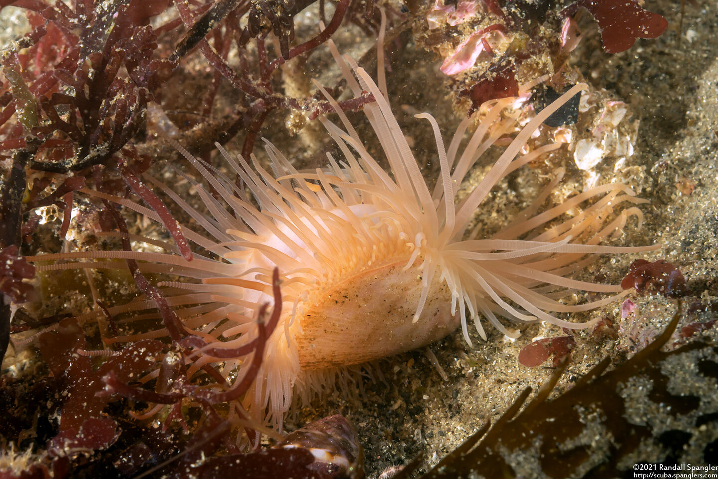 Limaria hemphilli (Hemphill's Fileclam)