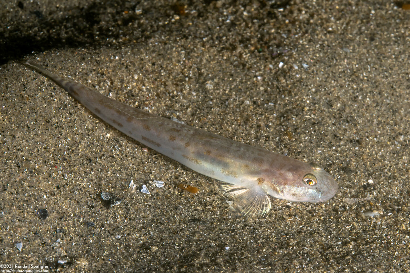 Lepidogobius lepidus (Bay Goby)