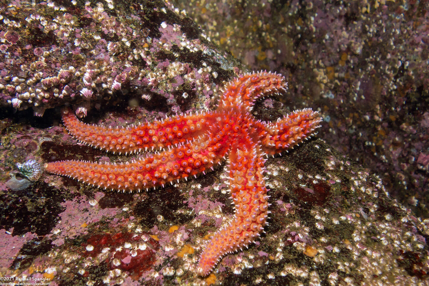 Orthasterias koehleri (Rainbow Star)
