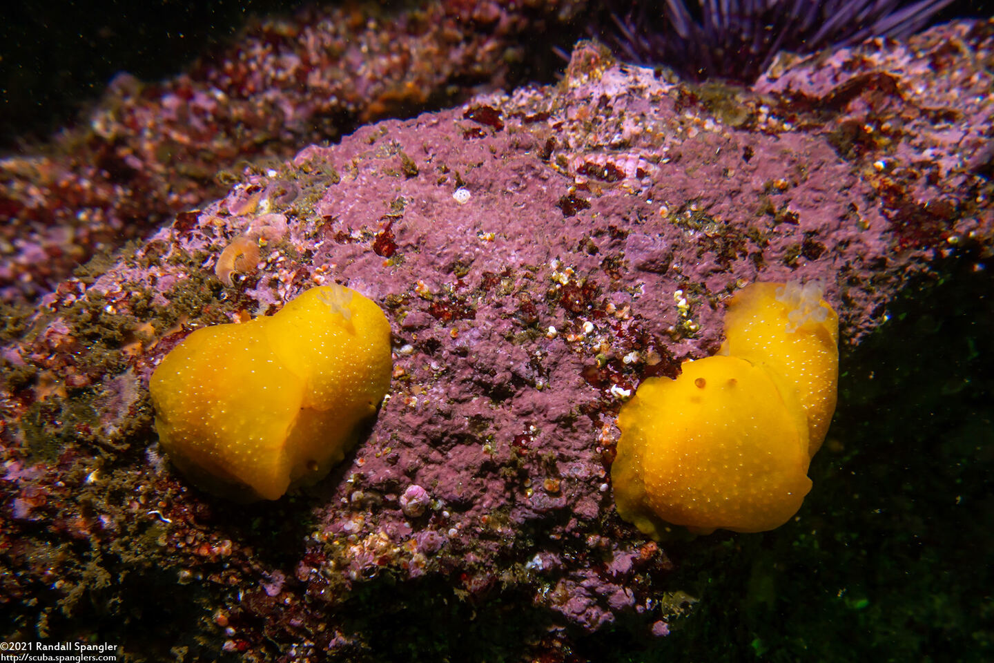 Doriopsilla fulva (White-Speckled Dorid)