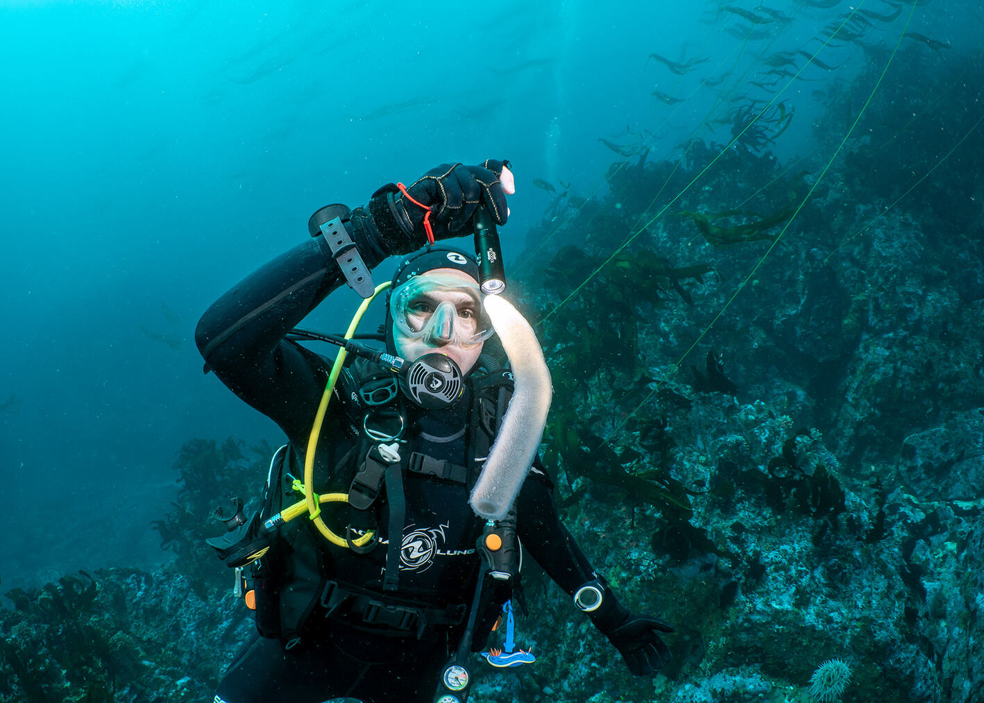 Pyrosoma atlanticum (Pyrosome)