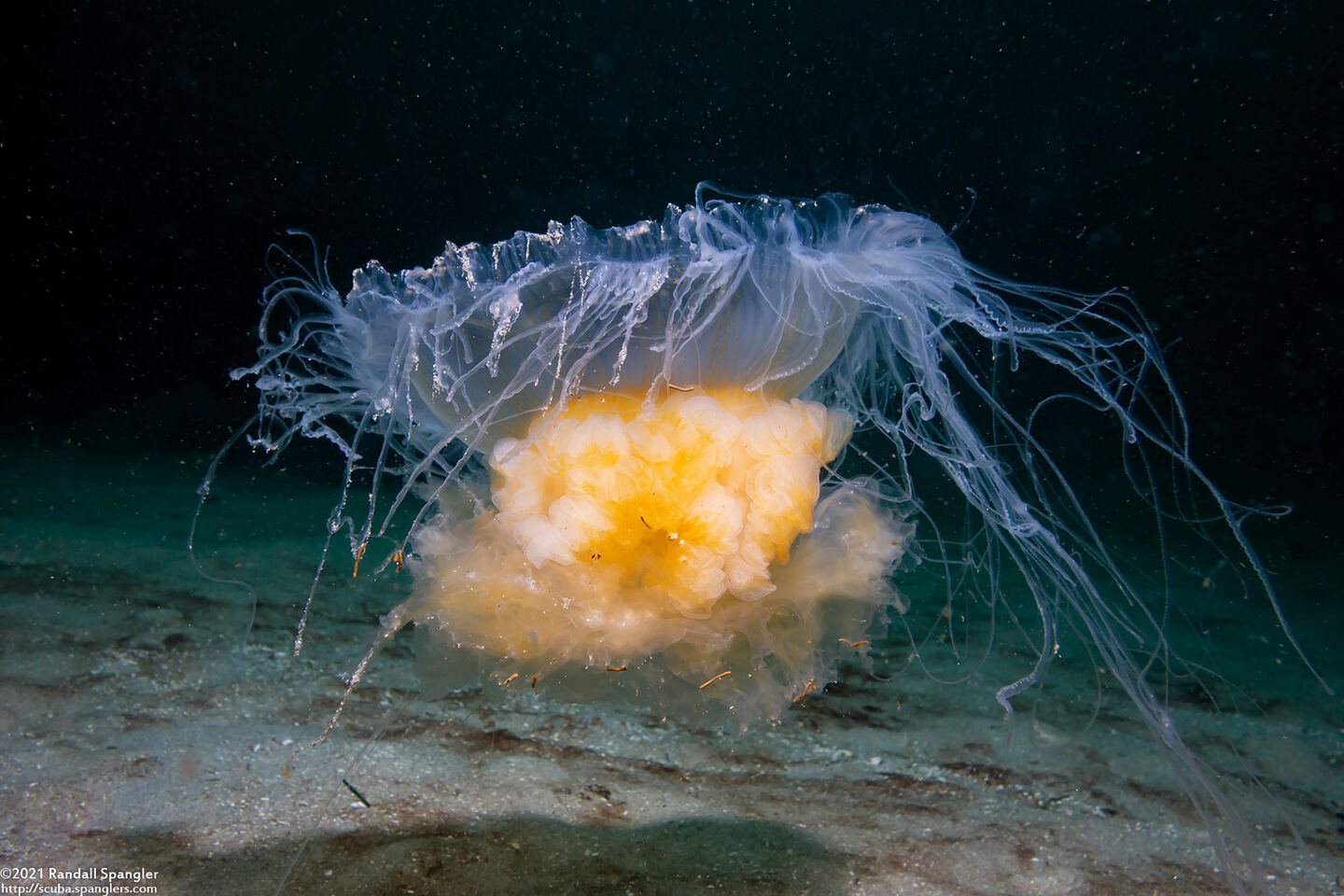 Phacellophora camtschatica (Egg-Yolk Jelly)