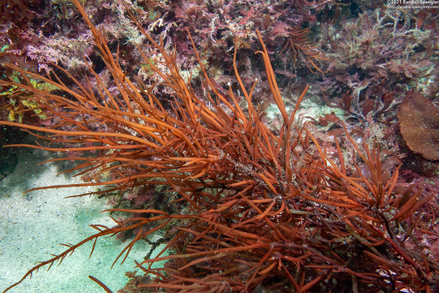 Sarcodiotheca gaudichaudii (Sarcodiotheca Gaudichaudii)