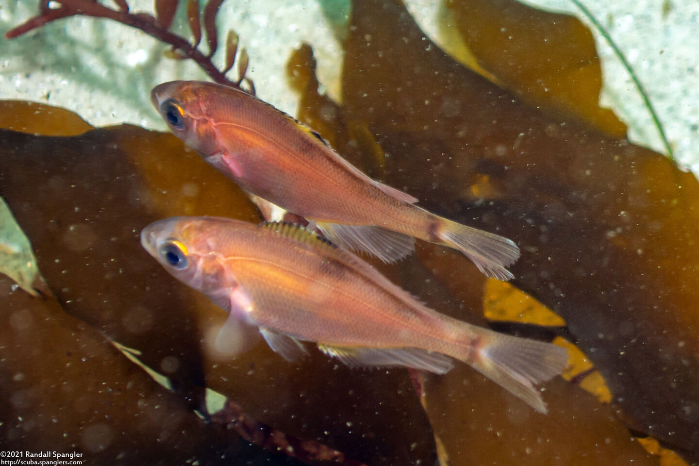 Zalembius rosaceus (Pink Surfperch)
