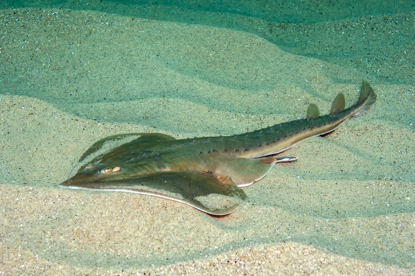 Platyrhinoidis triseriata (Thornback)