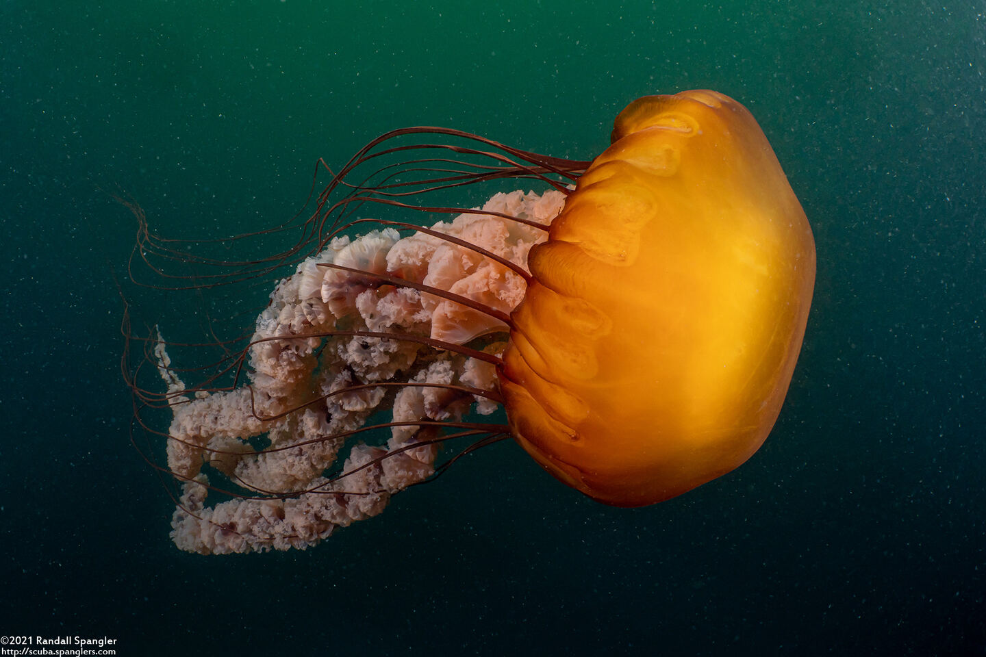 Chrysaora fuscescens (Brown Jellyfish)