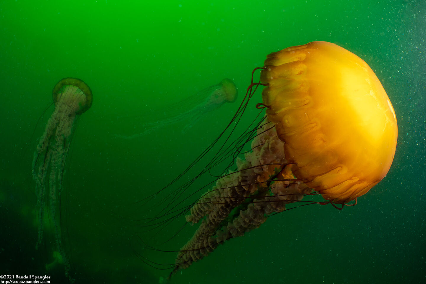 Chrysaora fuscescens (Brown Jellyfish)