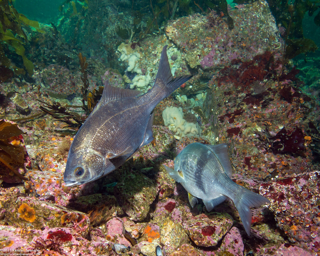 Rhacochilus vacca (Pile Perch)