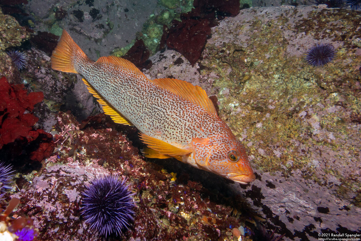 Hexagrammos decagrammus (Kelp Greenling)