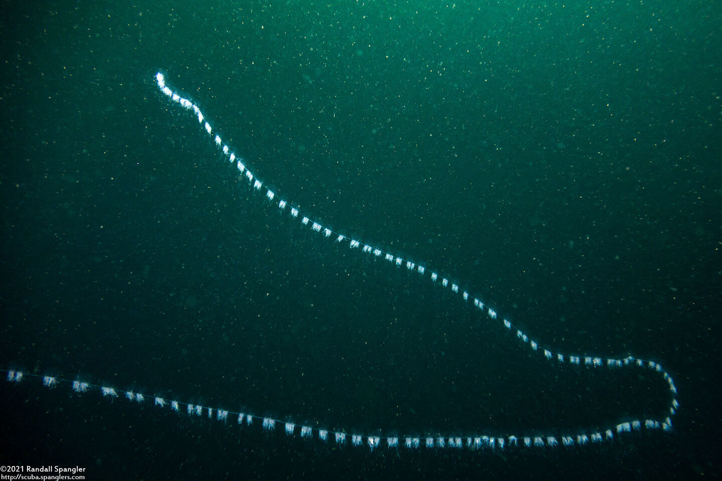 Apolemia uvaria (Apolemia Uvaria)