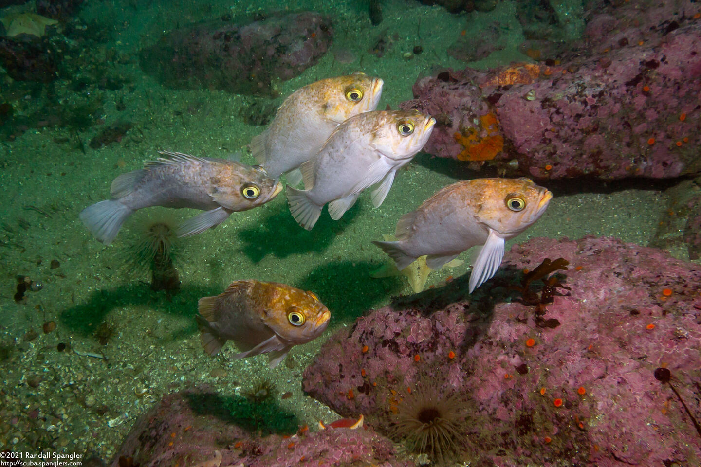 Sebastes atrovirens (Kelp Rockfish)