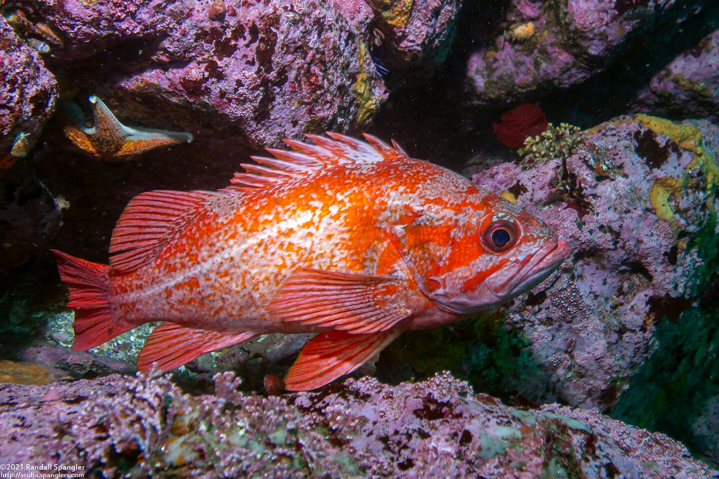 Sebastes miniatus (Vermilion Rockfish)