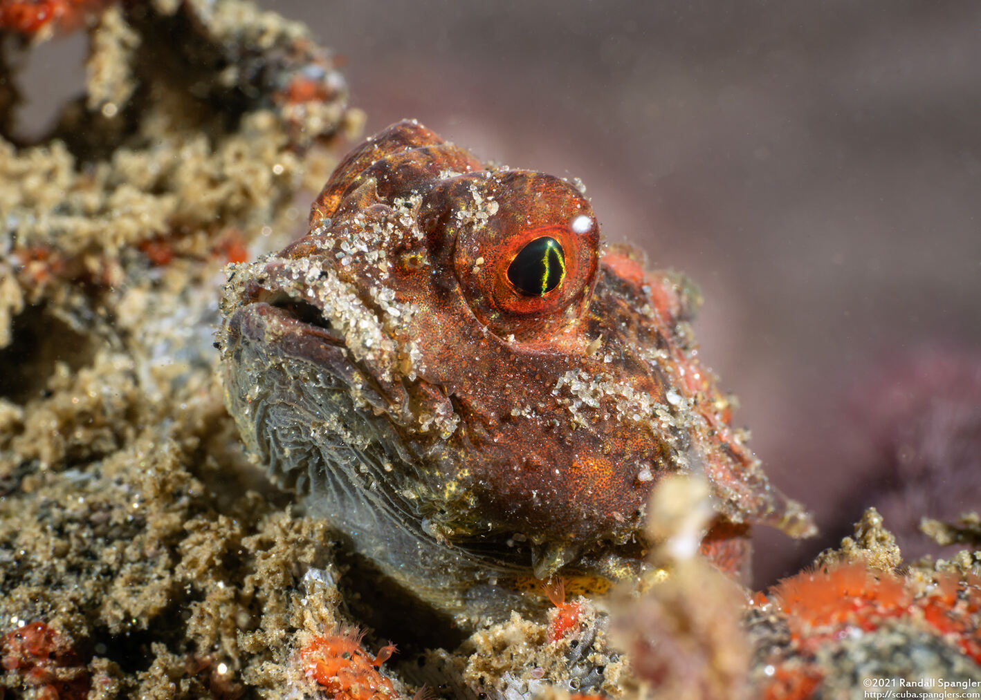 Enophrys taurina (Bull Sculpin)