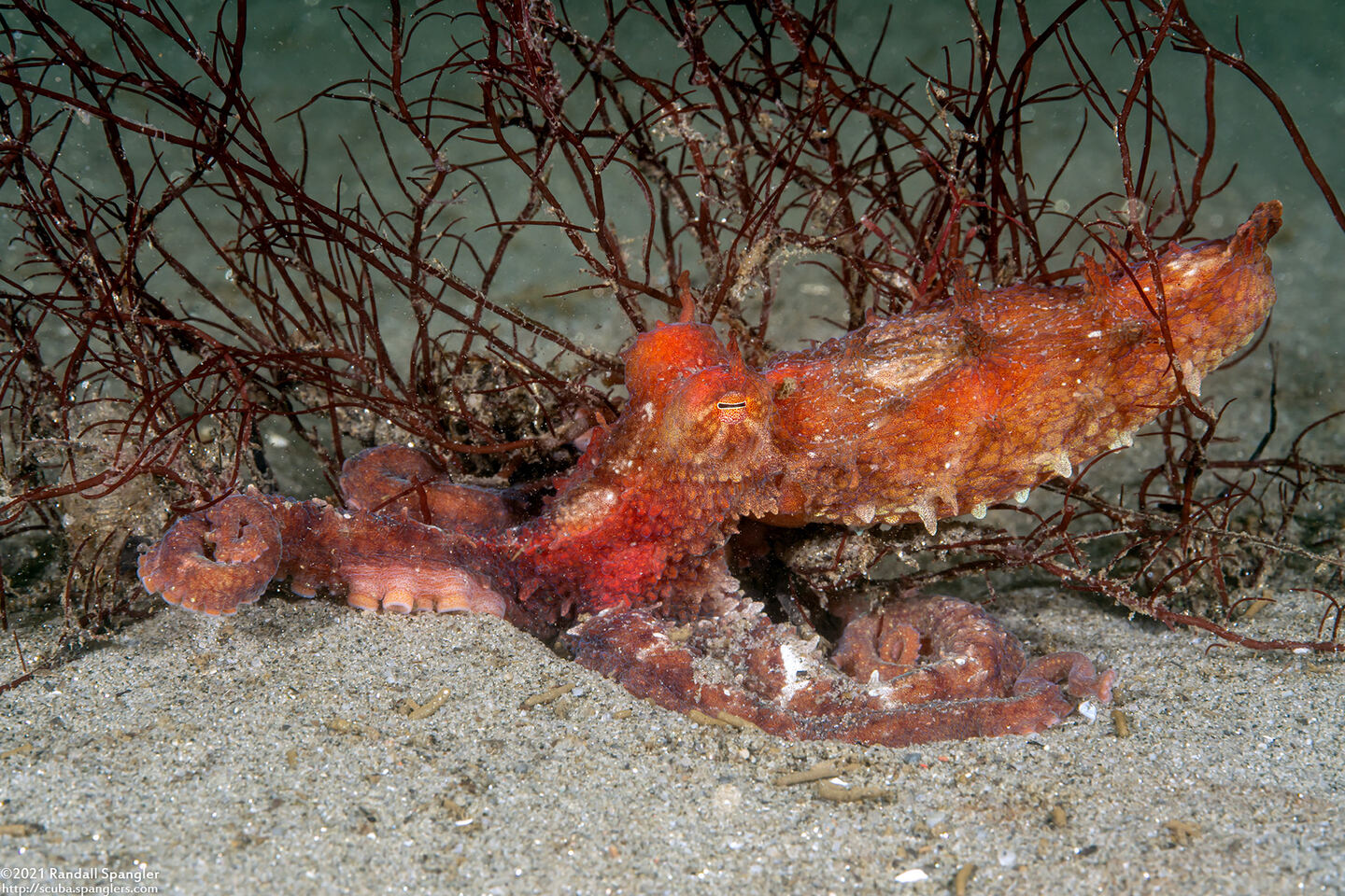Octopus rubescens (Red Octopus)