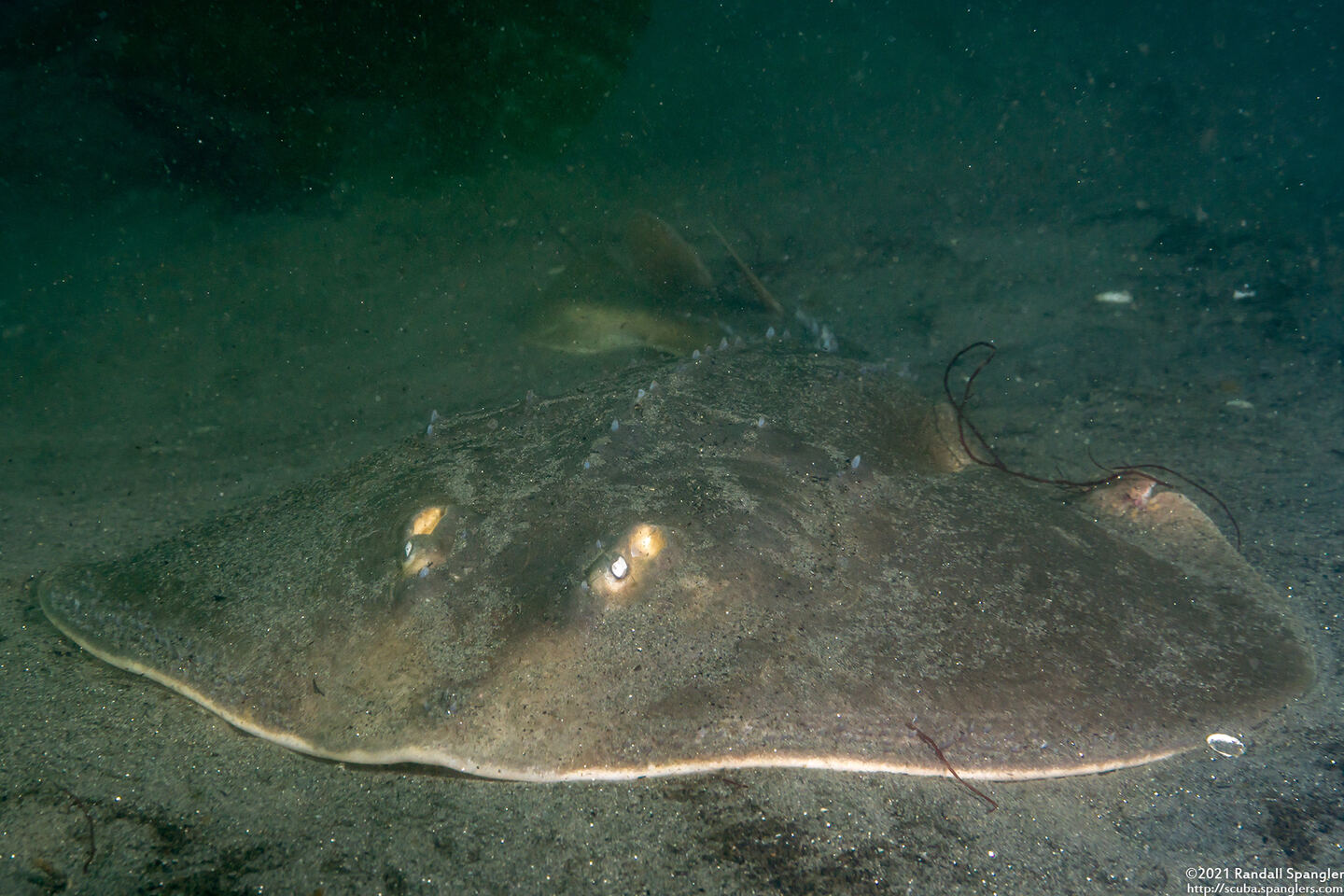 Platyrhinoidis triseriata (Thornback)