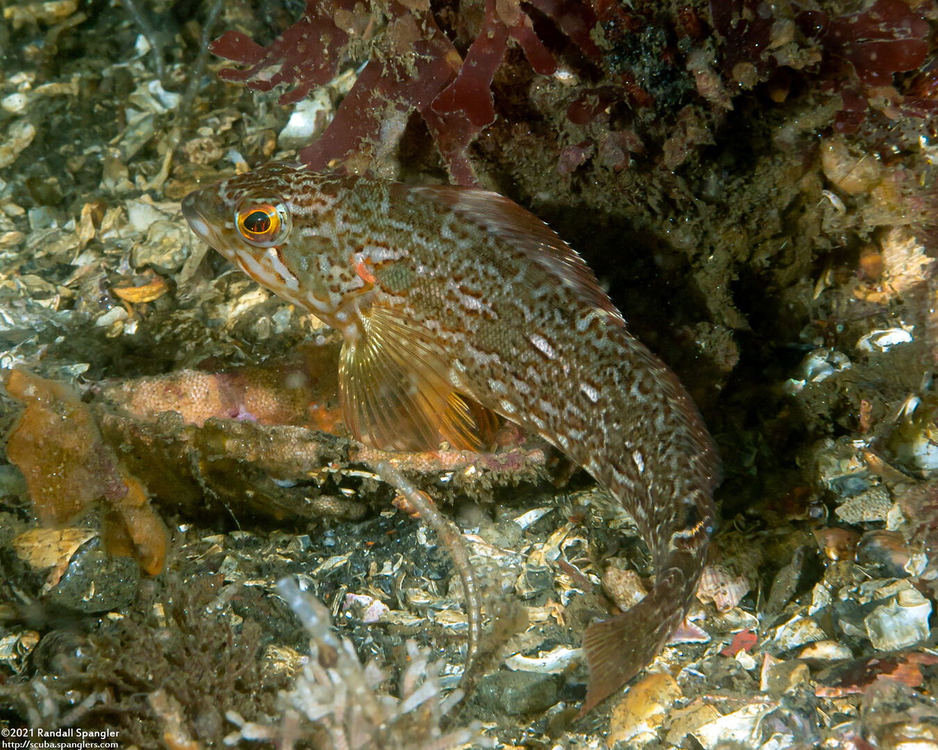 Hexagrammos decagrammus (Kelp Greenling)