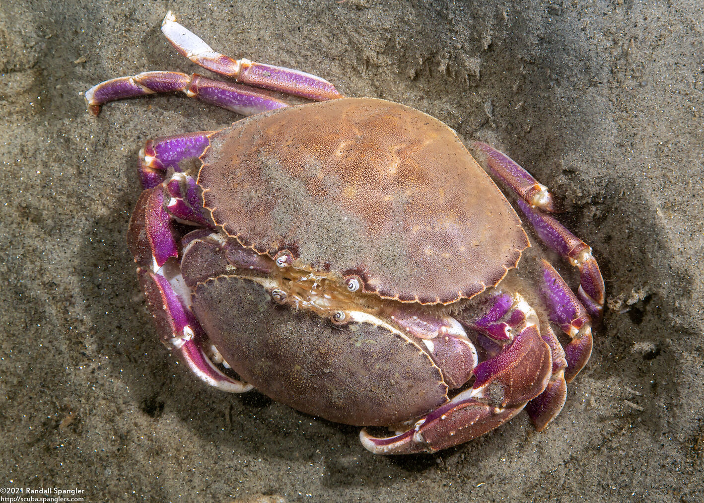 Metacarcinus gracilis (Graceful Crab)