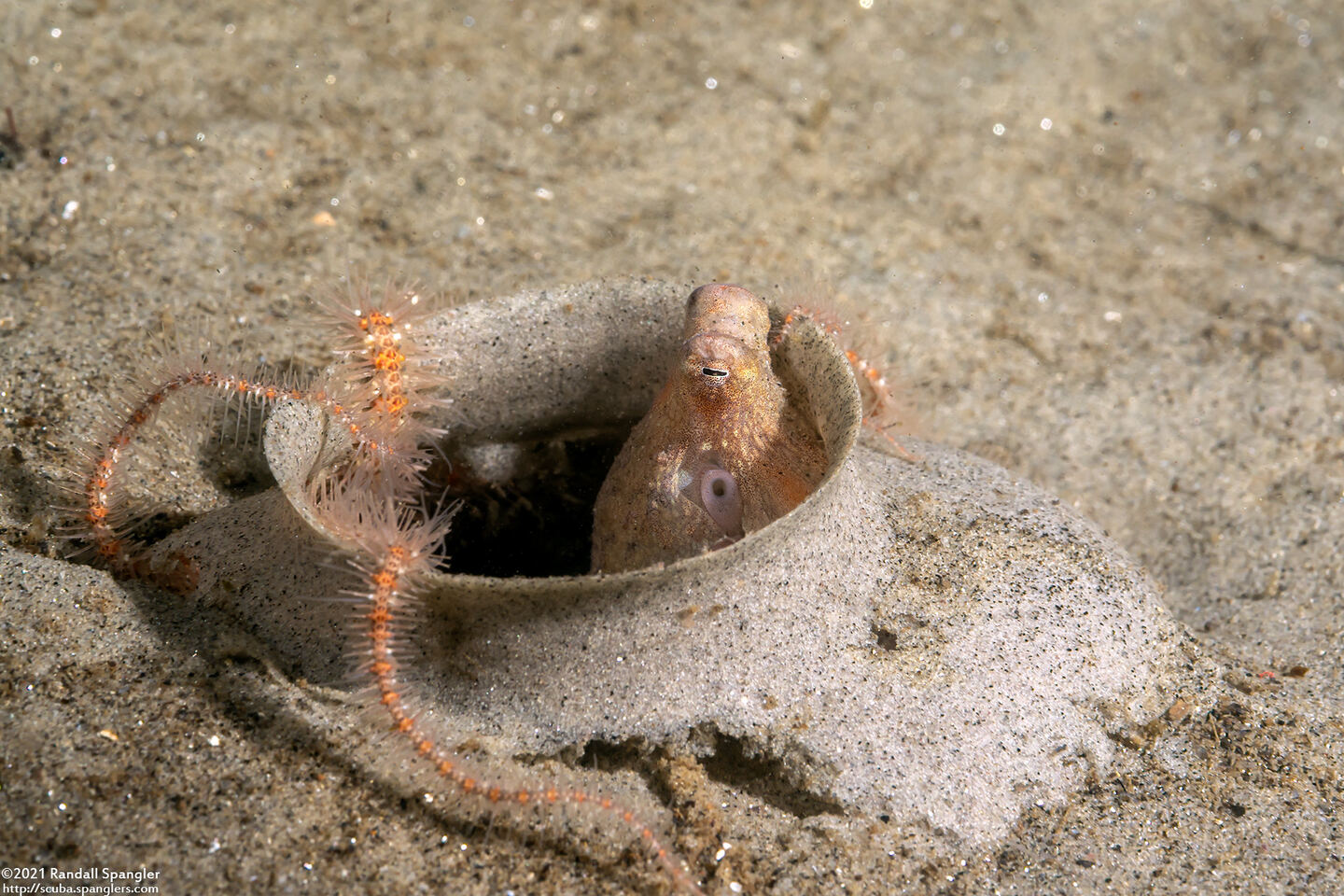 Octopus rubescens (Red Octopus)