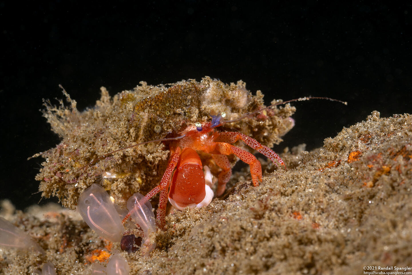 Pagurus retrorsimanus (Pagurus Retrorsimanus)