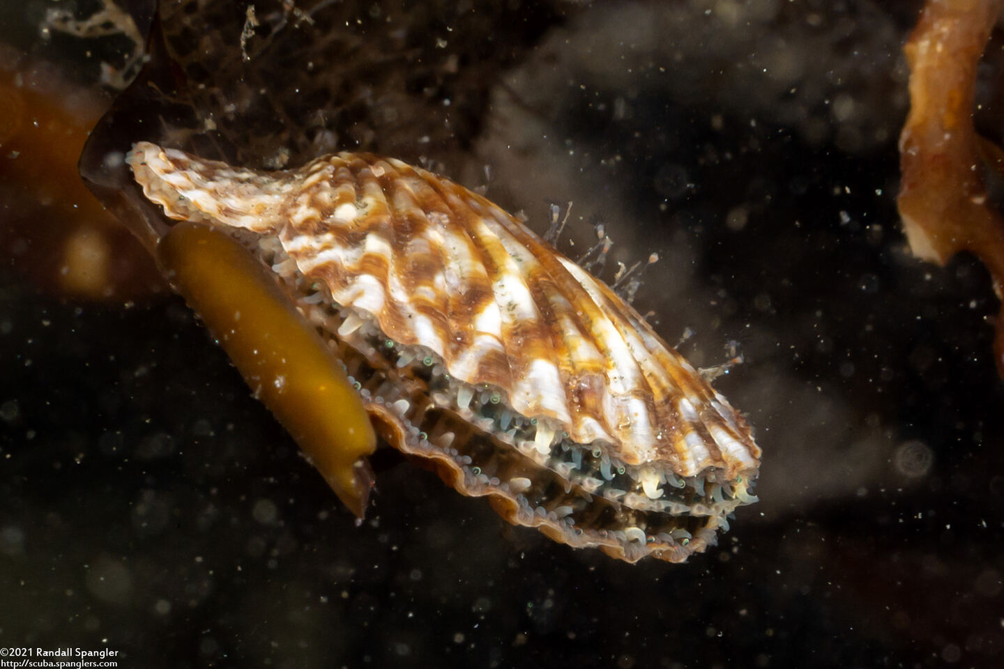 Leptopecten latiauratus (Kelp Scallop)