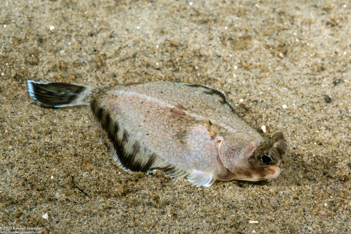 Pleuronichthys coenosus (C-O Sole)