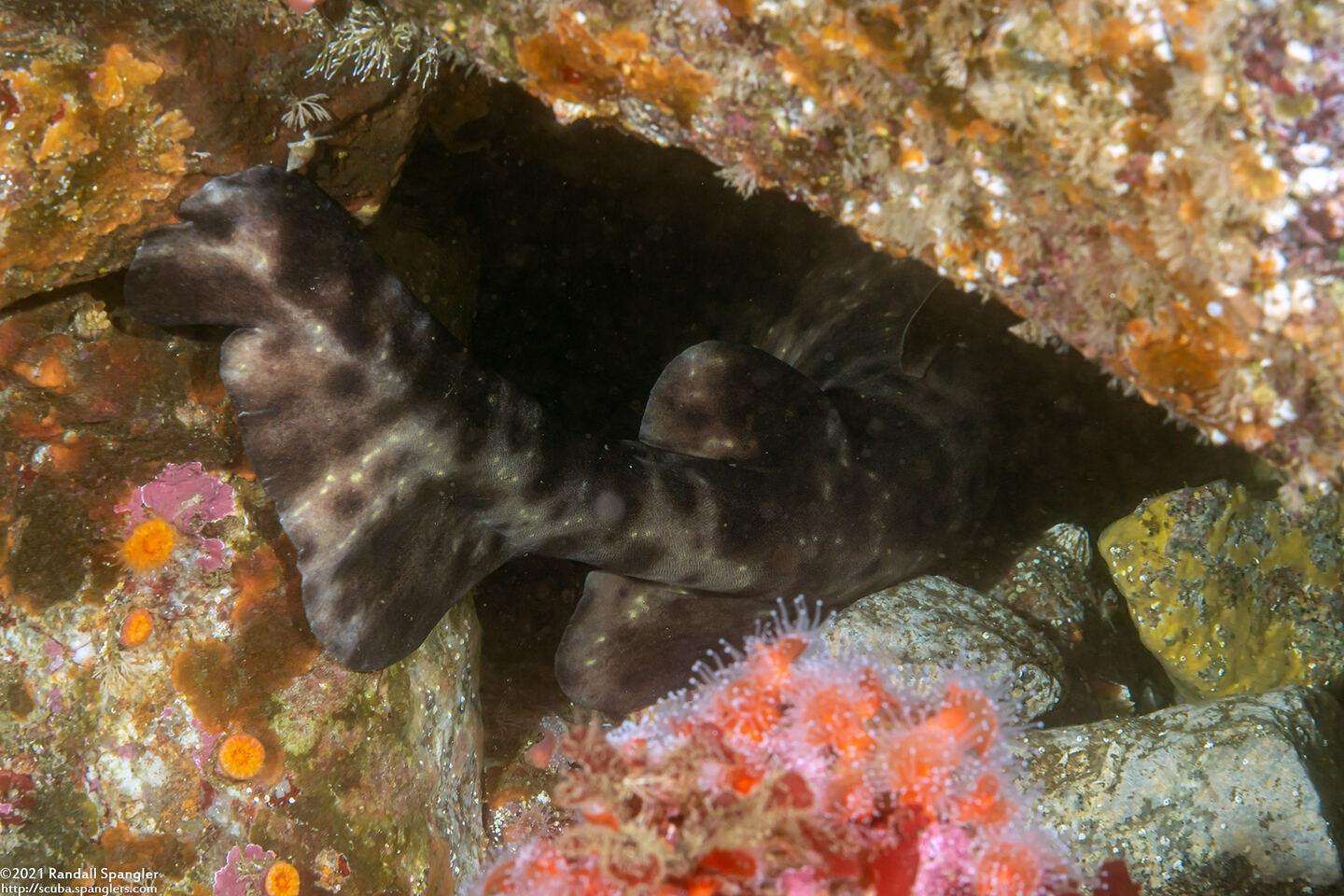 Cephaloscyllium ventriosum (Swell Shark)