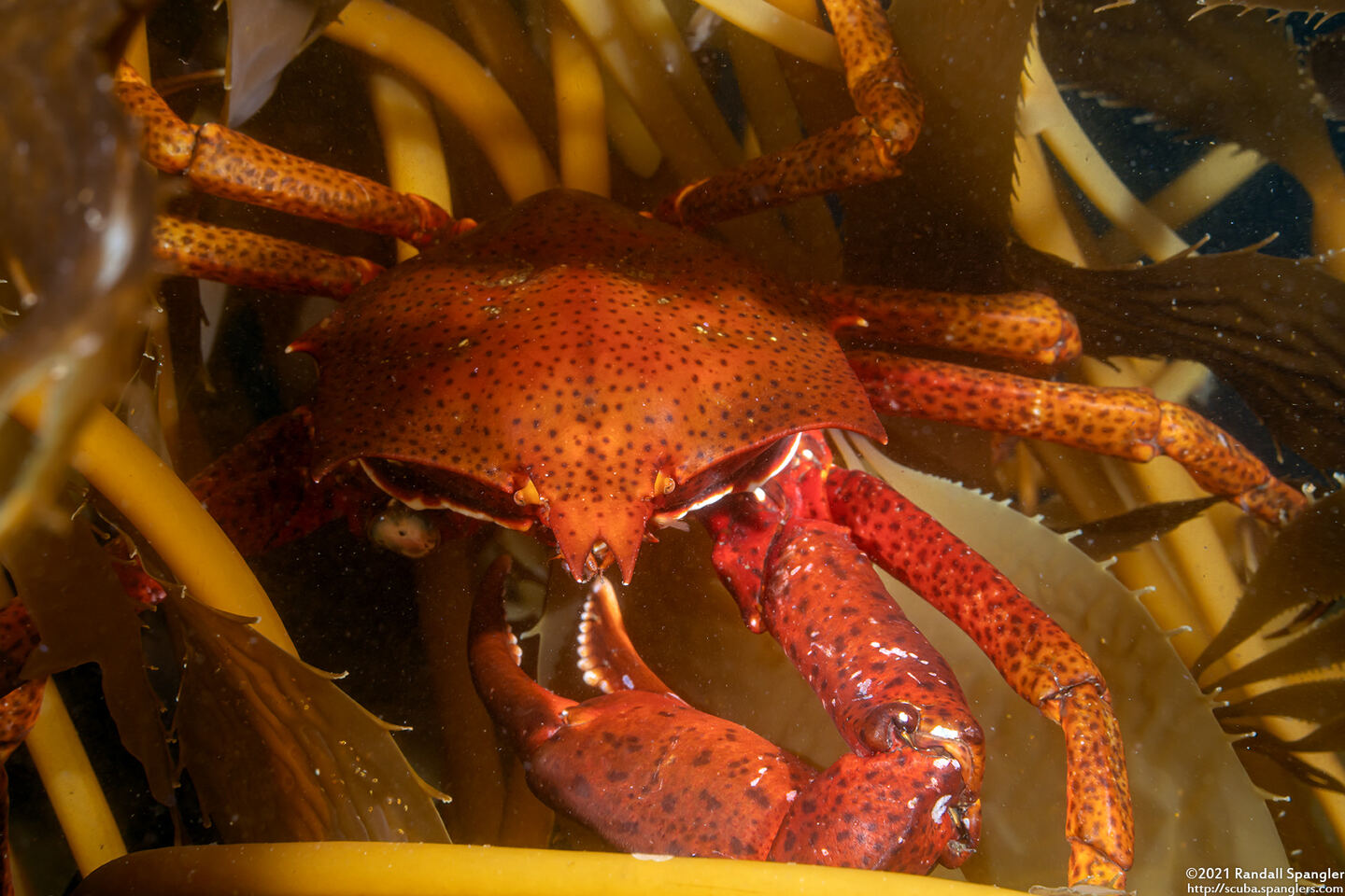 Pugettia producta (Northern Kelp Crab)