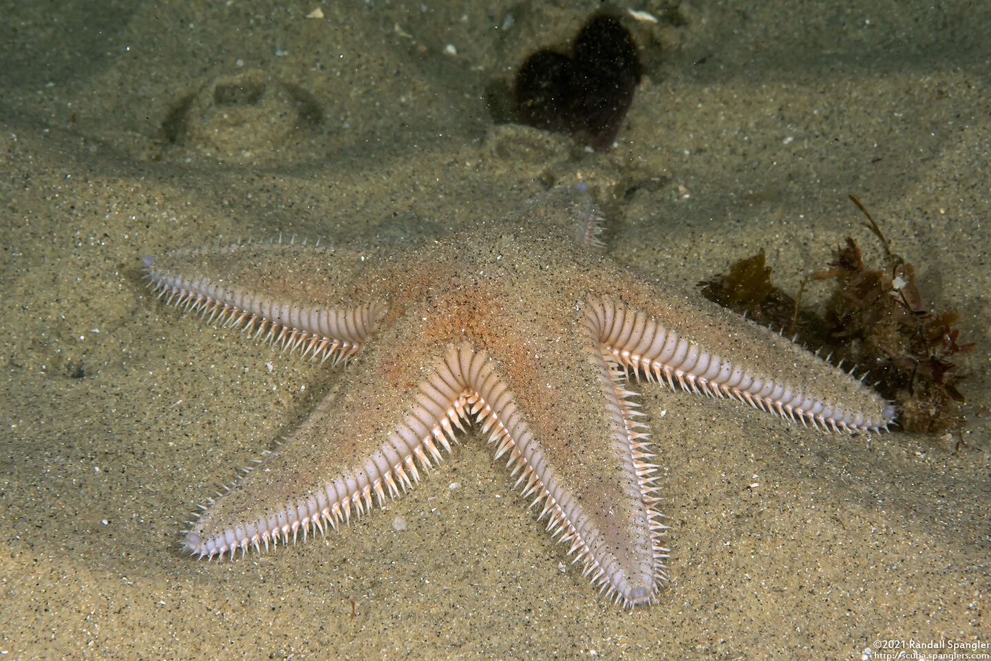 Astropecten armatus (Spiny Sand Star)